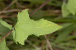 Snow squarestem